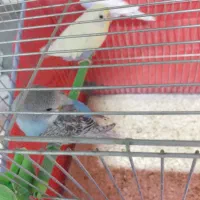 مرغ عشق جوجه بده|پرنده|خمینی‌شهر, |دیوار