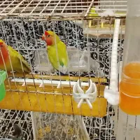 6عدد کوتوله برزیلی
