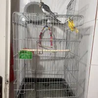 عروس هلندی نر سخنگو|پرنده|تهران, هفده شهریور|دیوار