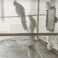 ۳جفت عروس  هلندی کارداده جفتی ۱۱۰۰، دستی