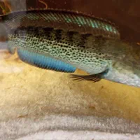 ماهی چانا استیوارتی|ماهی|شهرکرد, |دیوار