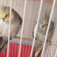 عروس هلندی|پرنده|بلداجی, |دیوار