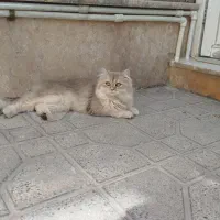 پرشین گربه