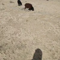 بره فروشی|حیوانات مزرعه|سربیشه, |دیوار