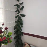 گل آپارتمانی|گل و گیاه طبیعی|ایوان, |دیوار