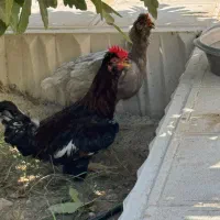 مرغ و خروس گلین  عالیشهر