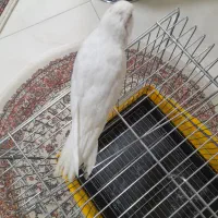 جوجه عروس هلندی آلبینو چشم شرابی