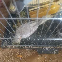 یک جفت عروس هلندی سیامون ماده دستی با جوجه|پرنده|مشهد, هفده شهریور|دیوار