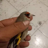 یه تعداد سهره