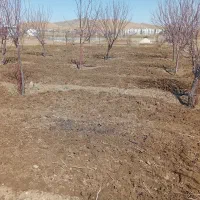 باغ|خدمات باغبانی و درختکاری|ازنا, |دیوار