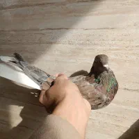 کفتر سرور دم سفید|پرنده|فردیس, شهرک ناز|دیوار