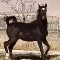 اسب