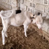 گاو و گوساله