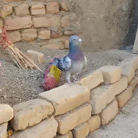 کبوتر پلاکی، کله دم‌سیاه|پرنده|شراء, |دیوار