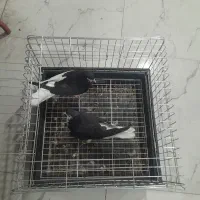 کفتر|پرنده|شیراز, شیشه‌گری|دیوار