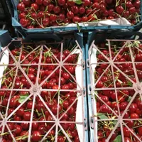 میوه تره بار  ارسال رایگان به تمام نقاط تهران|خوردنی و آشامیدنی|تهران, شهرک شریعتی|دیوار