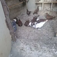 کبوتر قرمز نشان