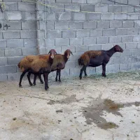 گوسفند میش