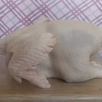 گوشت بوقلمون|خوردنی و آشامیدنی|شاهرود, |دیوار