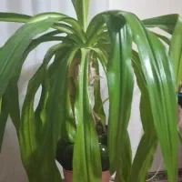 فروش گل اشک ملکه خیلی قشنگ و با نشاط