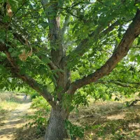 باغ گردو  ۲۴۰۰ متر با ۷ساعت آب استان قزوین ضیاآباد|فروش دفتر صنعتی، کشاورزی، تجاری|ضیاء آباد, |دیوار