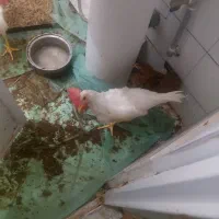 مرغ و خروس جوان