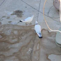 یه جفت کبوتر سرحال|پرنده|شاهینشهر, گرگاب|دیوار