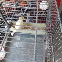 قناری ماده|پرنده|اهواز, پردیس|دیوار