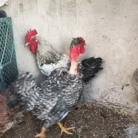 یک عدد خروس سفید یک خروس گردن لخت و یک عدد مرغ