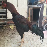 جوجه و خروس لاری