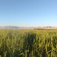گندم مهره گان آبی