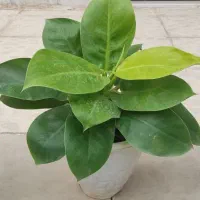 با اینها یه بهشت کوچولو تو خونه برا خودت بساز|گل و گیاه طبیعی|شاهینشهر, مخابرات (شهید بهشتی)|دیوار