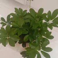 گل شفلرا|گل و گیاه طبیعی|بجنورد, |دیوار