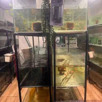 فروشگاه ماهی آکواریومی تجهیزات آکواریوم|ماهی|بندر انزلی, متروپل|دیوار