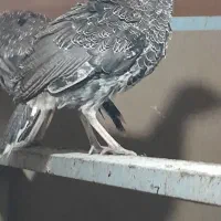 بوقلمون و بچه بوقلمون سه ماه