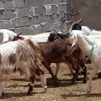 کولار|حیوانات مزرعه|کاشمر, |دیوار