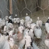 ۱۵۰تا طوقی بار جدید کبوتر صادقی بمب آورده براتون|پرنده|تهران, جمال‌زاده|دیوار