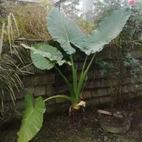 گل بابا ادم|گل و گیاه طبیعی|اسالم, |دیوار