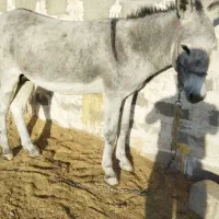 فروش الاغ سه سال ..سر حال و راست قامت