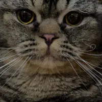 گربه گمشده|گربه|کرمان, |دیوار