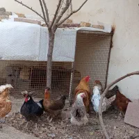 مرغ و خروس برهما و گلپایگانی‌|حیوانات مزرعه|چهارباغ, |دیوار