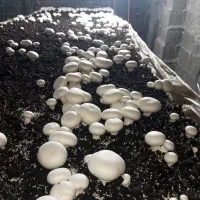 قارچ تازه درجه یک|خوردنی و آشامیدنی|دشت ذهاب, |دیوار