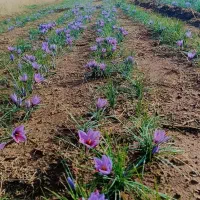 فروشه زعفران تازه واسه امسال|عمدهفروشی|خرمدره, |دیوار