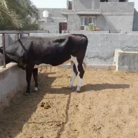 فروش گوساله ماده در لامرد|حیوانات مزرعه|لامرد, |دیوار