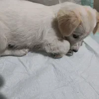 سگ پا کوتاه اشپیتز|سگ|مشهد, بهمن|دیوار