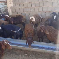 بزغاله یک ماهه و بزغاله بزرگ گوشتی|حیوانات مزرعه|دامغان, |دیوار