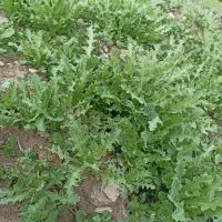 گروه کشاورزی به صورت گروهی