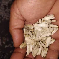 تخم آفتاب گردان|عمدهفروشی|تربت جام, جامرود|دیوار