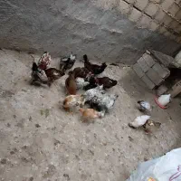 جوجه و قو غاز و خروسک محلی|حیوانات مزرعه|بهبهان, |دیوار