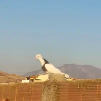 طوقی|پرنده|مینودشت, |دیوار